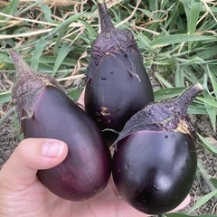 無肥料無農薬　真黒ナス　種　1ml（200粒以上）の画像