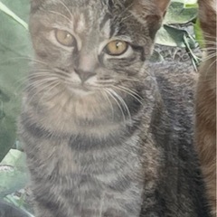 野良猫メス 10ヶ月