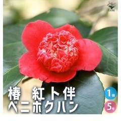 紅卜半椿（日光）を探してます！