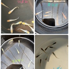 メダカ委託販売始めます🍀*゜