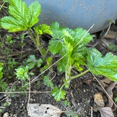 カジイチゴ地下茎付き抜き苗　　　　　　　 の画像