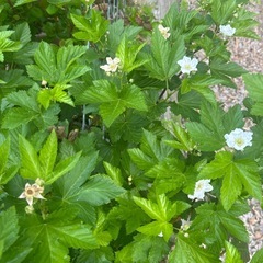 カジイチゴ地下茎付き抜き苗　　　　　　　 の画像