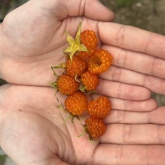 カジイチゴ地下茎付き抜き苗　　　　　　　 の画像