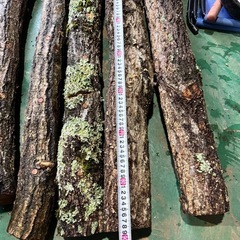 残り25本❗️椎茸（シイタケ）原木　菌打ち込み済みの画像