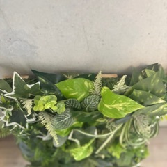 【観葉植物】フェイクグリーンF(ウォールグリーン)光触媒/定価10,000円の画像