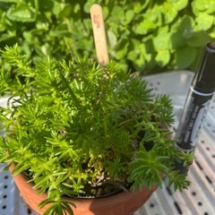 セダム🥗５の画像