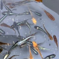 （伊勢宮メダカ）　ミックスメダカ50匹の画像