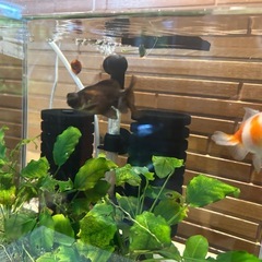 出目金、ピンポンパール、2匹🐟　キンギョ、金魚の画像