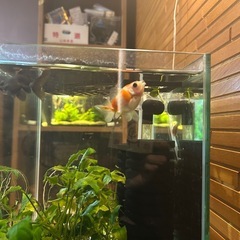 出目金、ピンポンパール、2匹🐟　キンギョ、金魚の画像