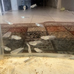 めだか　みゆき　幹之スーパー光　成魚5匹の画像