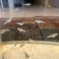 めだか　みゆき　幹之スーパー光　成魚5匹の画像