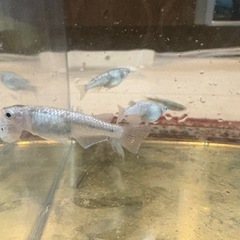 シルバー　ラメ　めだか 　成魚5匹の画像