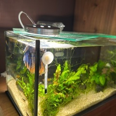 ベタ　オス　ダブルテール？種類不明　熱帯魚　🐠の画像