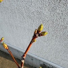 さくらんぼ苗木の画像