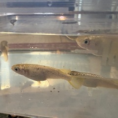ゴールド　ラメ　めだか　成魚5匹の画像