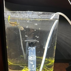 ゼブラダニオ　3匹 🐠　熱帯魚の画像