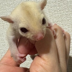 クリミノモザイク　女の子