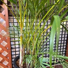 アレカヤシ  大株 の画像