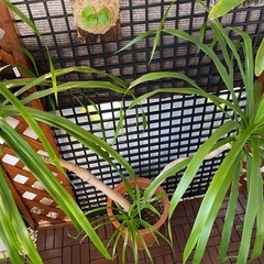 ドラセナ カンボジアーナ 2本植えの画像