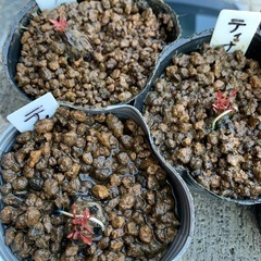 🌸 睡蓮（ティナ）1ポットの画像