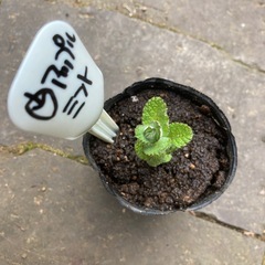 アップルミント ★ 植物苗　ミント　ハーブ　根付き　大人気の画像