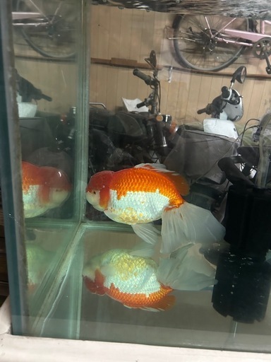 特大ランチュウ　金魚