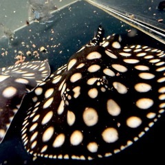 SWCダイヤモンドポルカ♂の画像