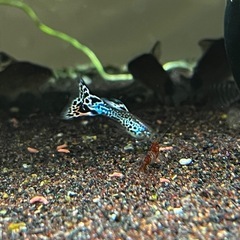 アクアマリンコブラグッピー3ペア(熱帯魚、メダカ)水槽の画像