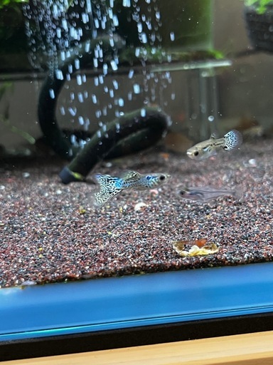 アクアマリンコブラグッピー3ペア(熱帯魚、メダカ)水槽 (コリ親) 井野 