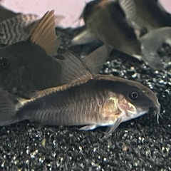 コリドラスアークアータス2匹(訳あり)ヘッドアンドテールテトラ5匹熱帯魚、メダカ水槽の画像