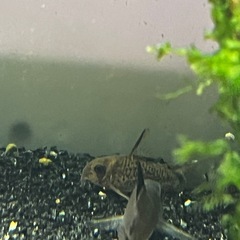 コリドラスオステオカルス3匹セット(熱帯魚、メダカ)水槽の画像