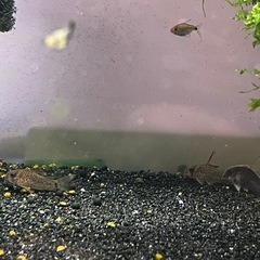 コリドラスオステオカルス3匹セット(熱帯魚、メダカ)水槽の画像