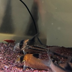 コリドラスコルレア訳あり(熱帯魚、メダカ)水槽の画像