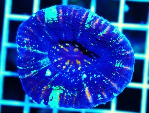 海水魚　サンゴ　スコリミア