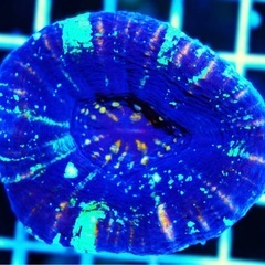 海水　サンゴ　スコリミアの画像