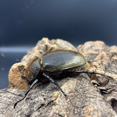 ヘラクレスオオカブト　♀単品の画像