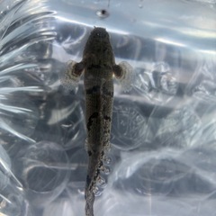 デルヘッジ セミショートの画像