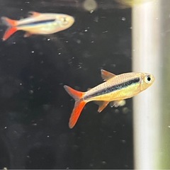 レッドフィンペンギンテトラ　5匹セットの画像