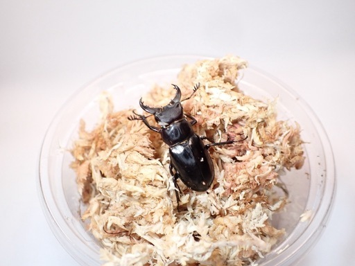 ミクラミヤマクワガタ(御蔵島産)♂♂♂♀4匹