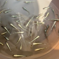 メダカ20匹　　
の画像