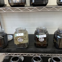 宇部厚南　メダカ　めだかの画像