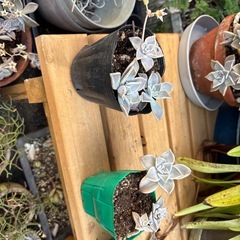 多肉植物の画像