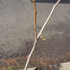 ネムノキ No.1 合歓木 ねむの木 新葉が出 東京都 引取限定 耐寒性の画像