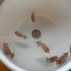 金魚 らんちゅう 江戸錦 青仔 ホワイト系個体 ７匹の画像