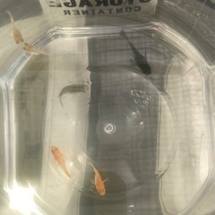 ダルマメダカmix-5匹セットの画像