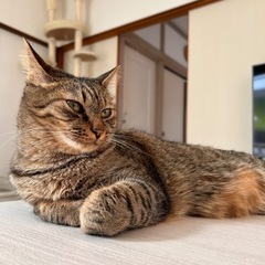 急募 キジ 男の子 - 佐世保市