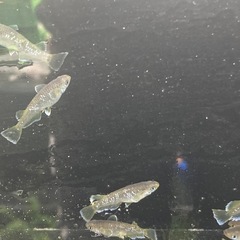 フロマージュ　若魚５匹の画像