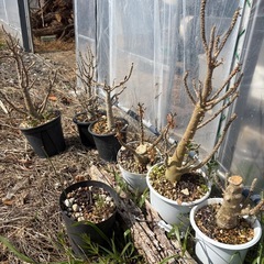 塊根植物いろいろ❣️多肉植物
観葉植物パキプス、グラキリス、ブーファン、アガベ❣️ の画像