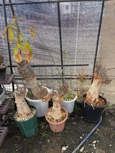 塊根植物いろいろ❣️多肉植物
観葉植物パキプス、グラキリス、ブーファン、アガベ❣️