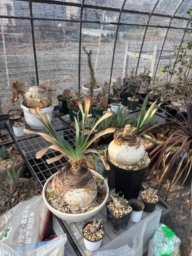 塊根植物いろいろ❣️多肉植物
観葉植物パキプス、グラキリス、ブーファン、アガベ❣️